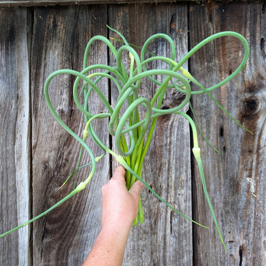 Big Boy | Hardneck Garlic