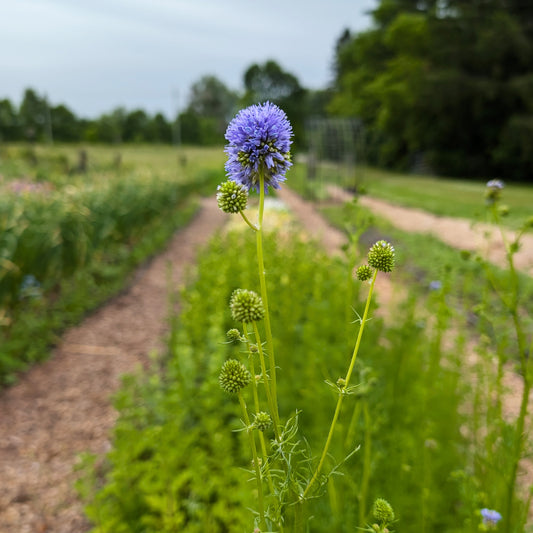 Gilia | Plug Presale | Spring