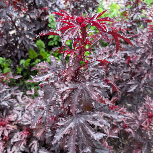 Hibiscus Mahogany Splendor | Plug Presale | Summer