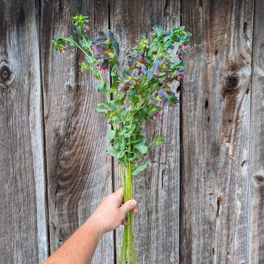 Cerinthe, Honeywort | Annual | Seeds