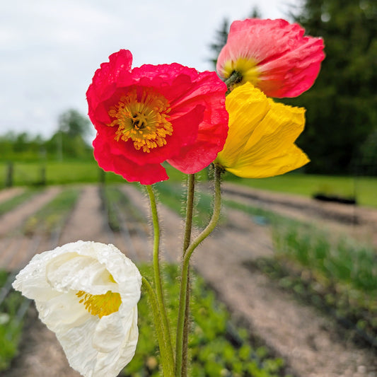 Iceland Poppy | Plug Presale | Spring