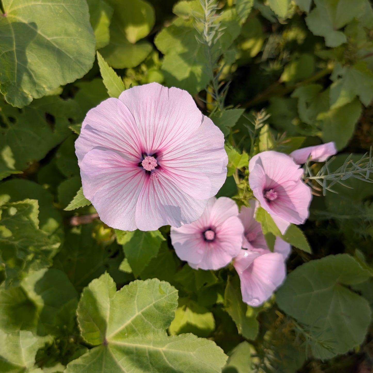 Lavatera | Plug Presale | Summer