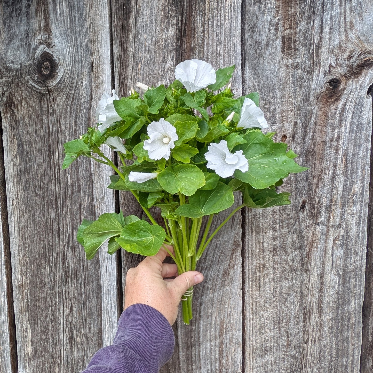 Lavatera | Plug Presale | Summer