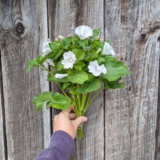 Lavatera | Plug Presale | Summer