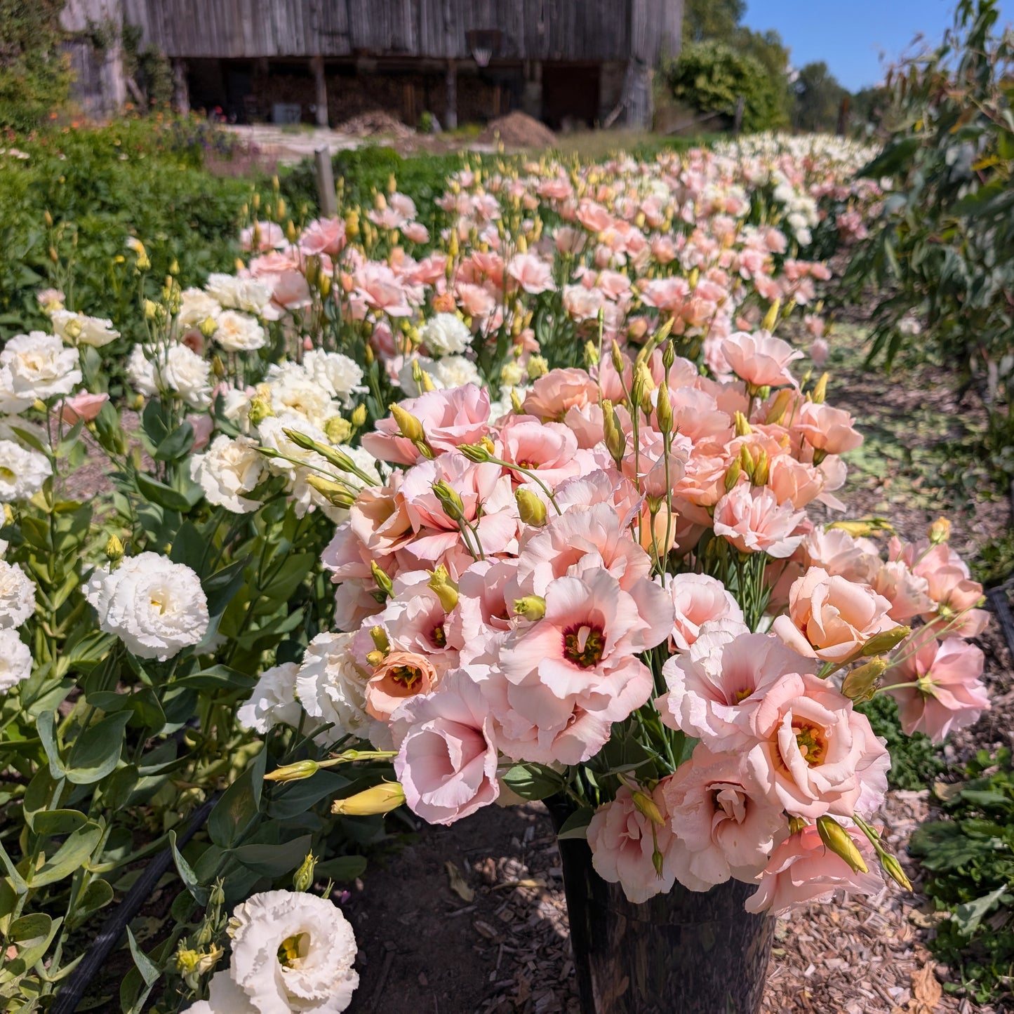 Lisianthus | Plug Presale | Spring