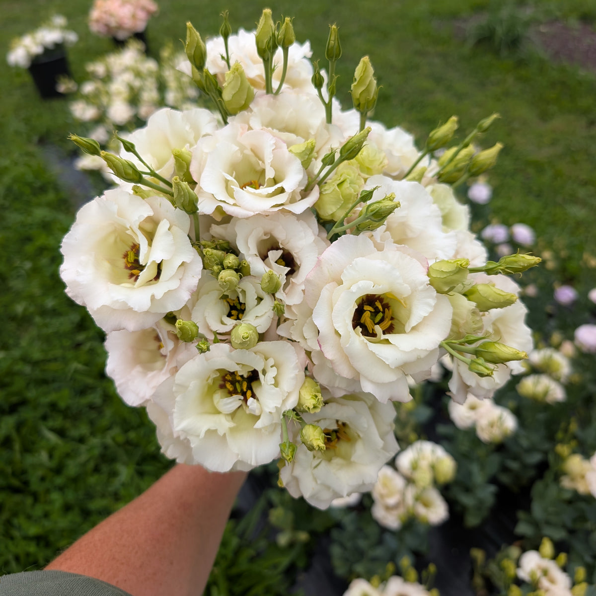 Lisianthus | Plug Presale | Spring 2027