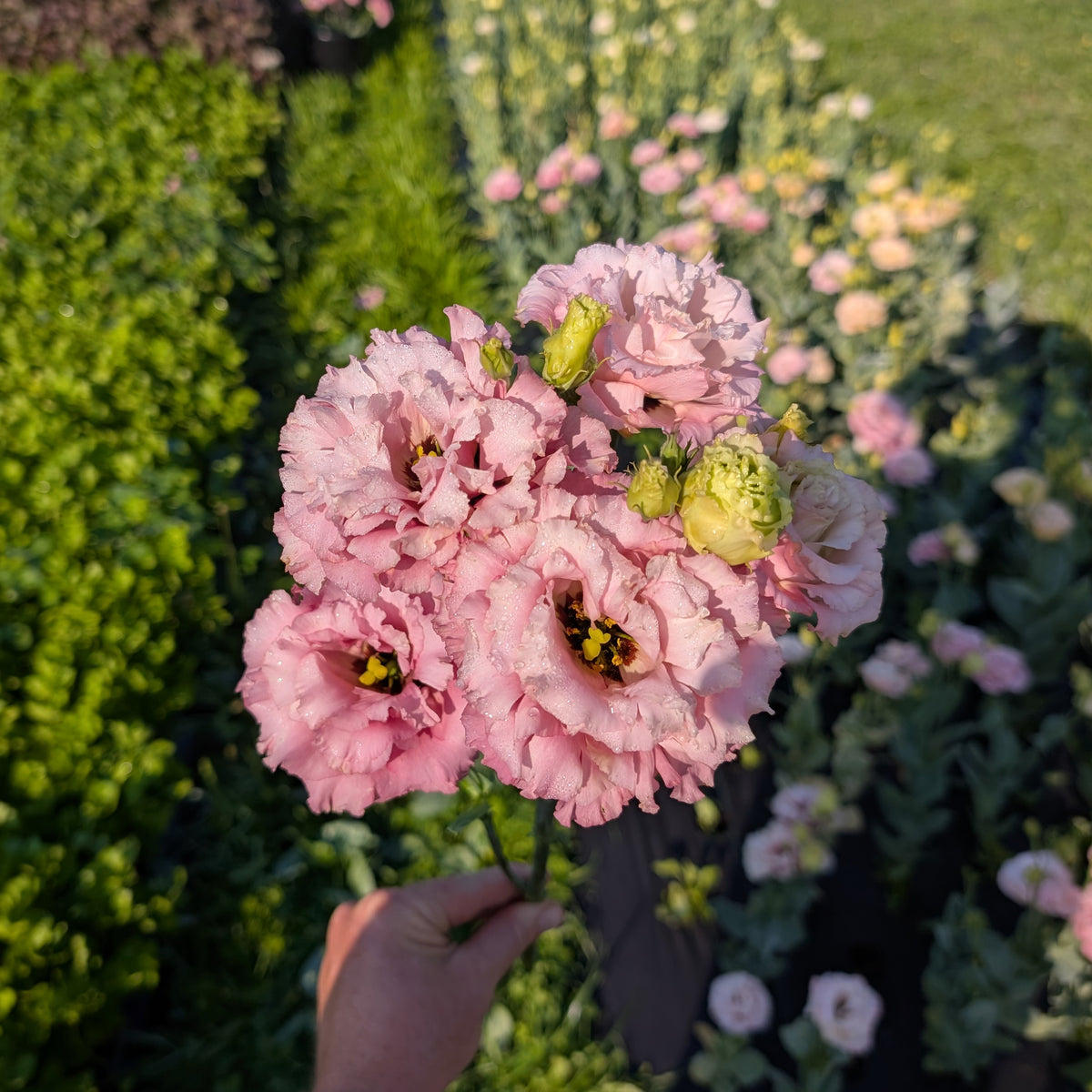 Lisianthus | Plug Presale | Spring 2027
