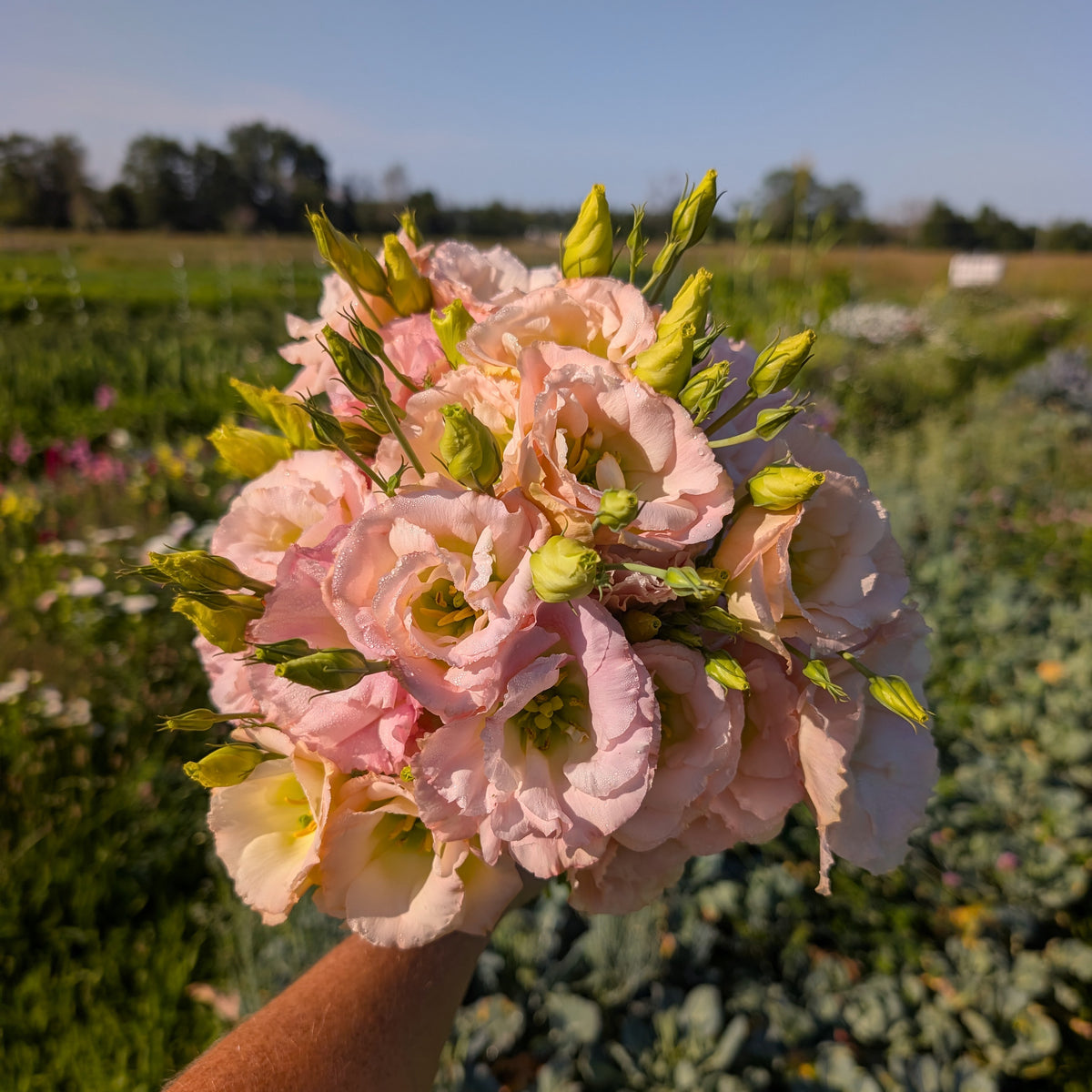 Lisianthus | Plug Presale | Spring 2027