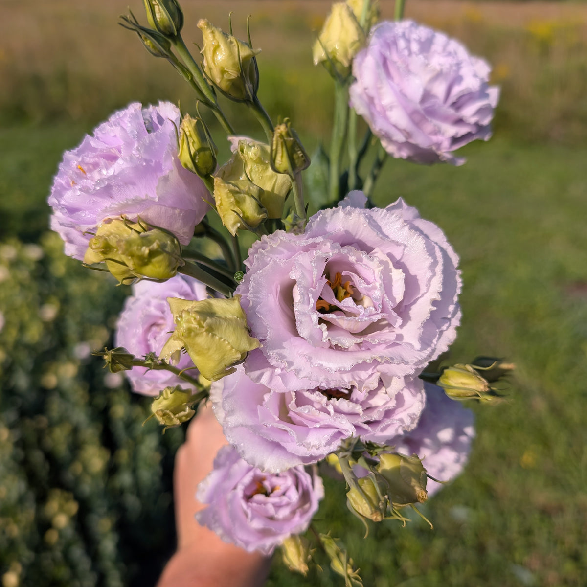 Lisianthus | Plug Presale | Spring 2027