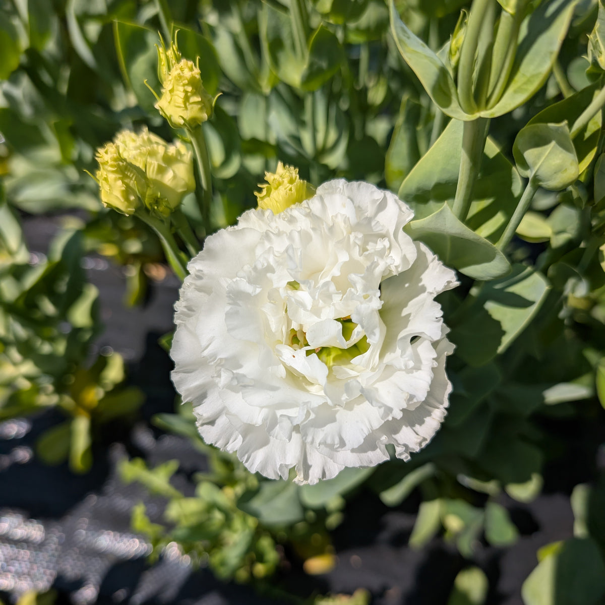 Lisianthus | Plug Presale | Spring 2027