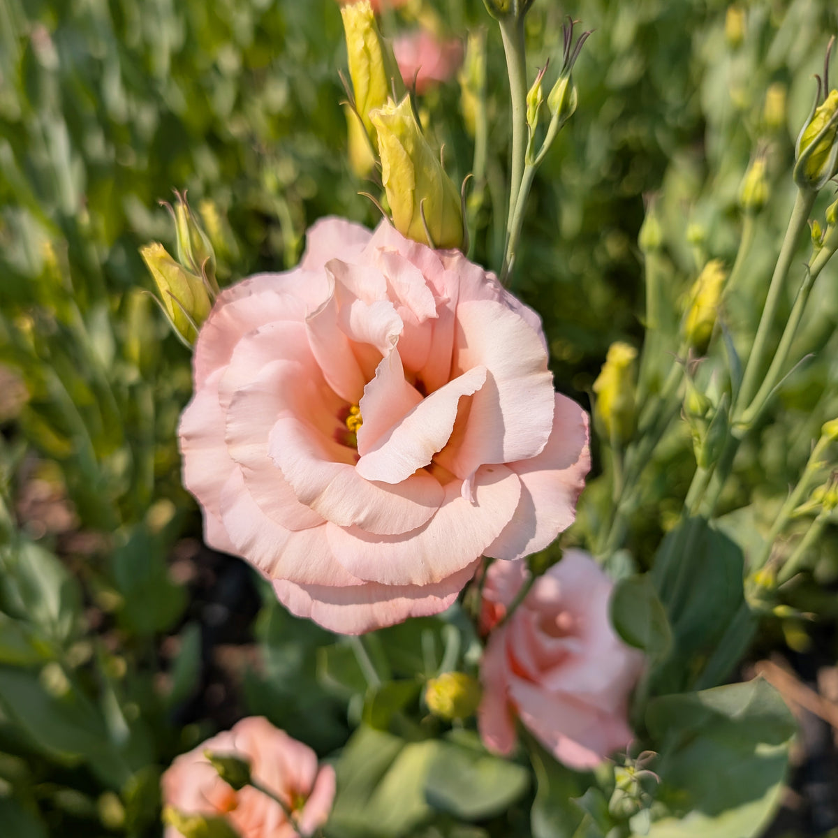 Lisianthus | Plug Presale | Spring 2027