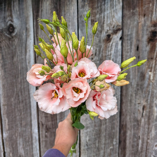 Lisianthus | Fresh Cut Flowers | Growers Bunch