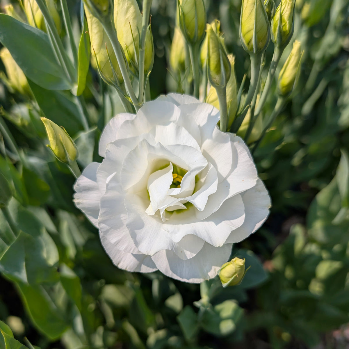 Lisianthus | Plug Presale | Spring 2027
