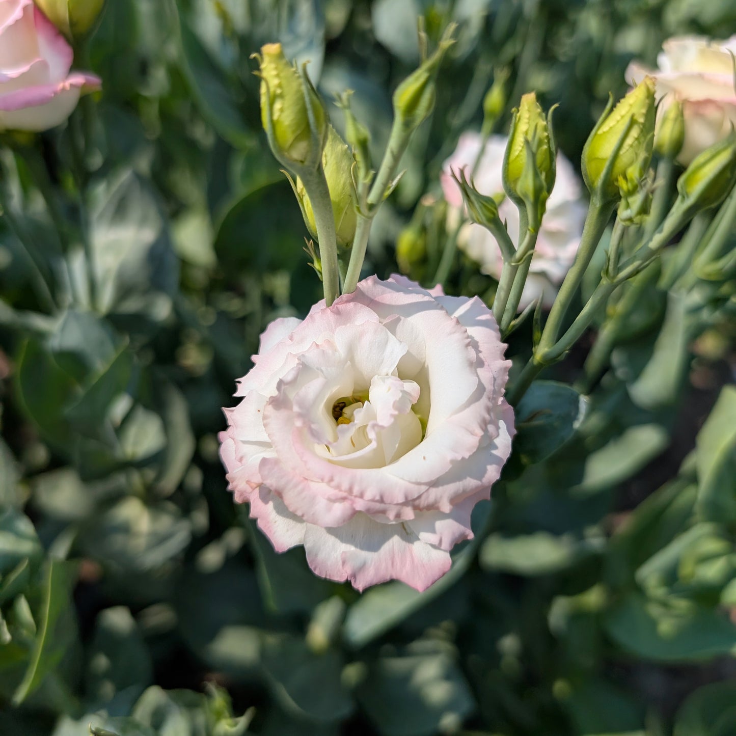 Lisianthus | Fresh Cut Flowers | Growers Bunch