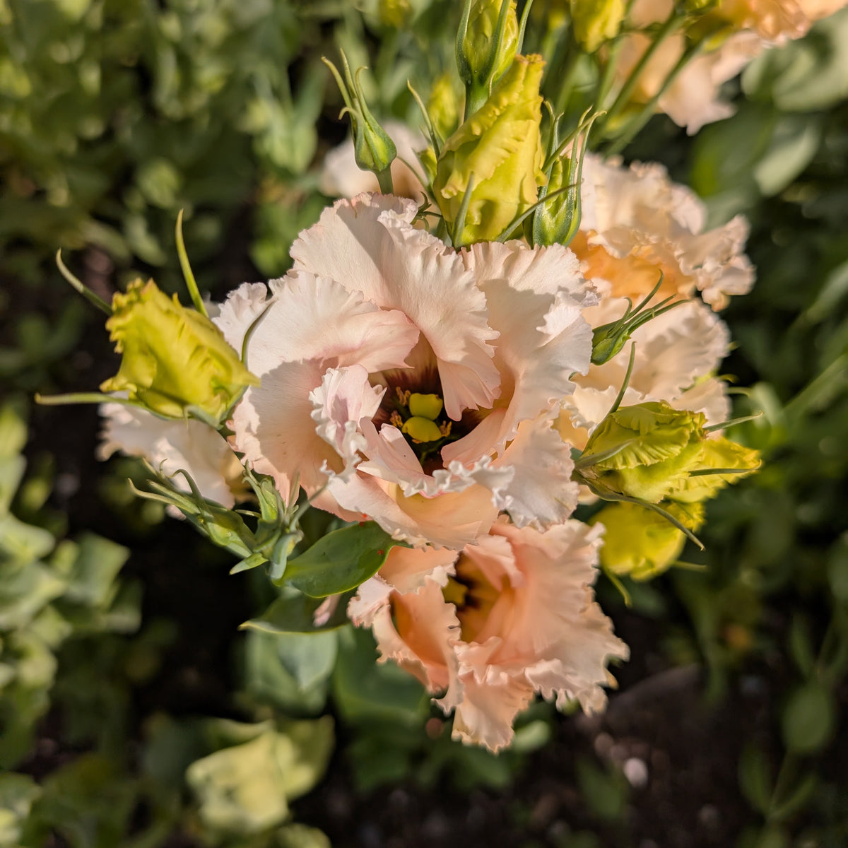 Lisianthus | Plug Presale | Spring 2027