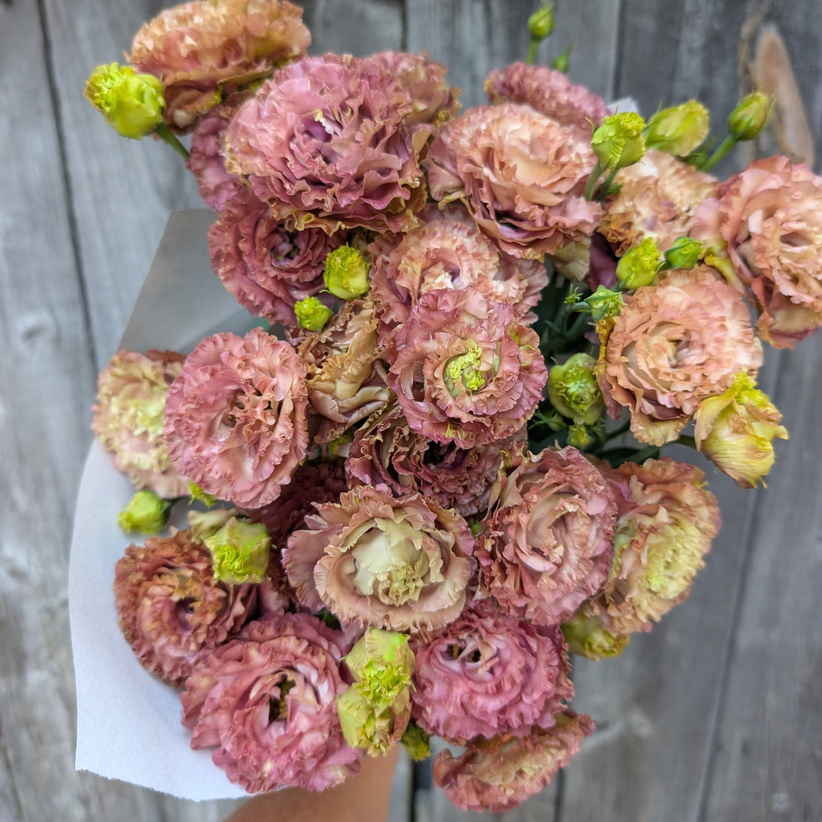 Lisianthus | Plug Presale | Spring 2027