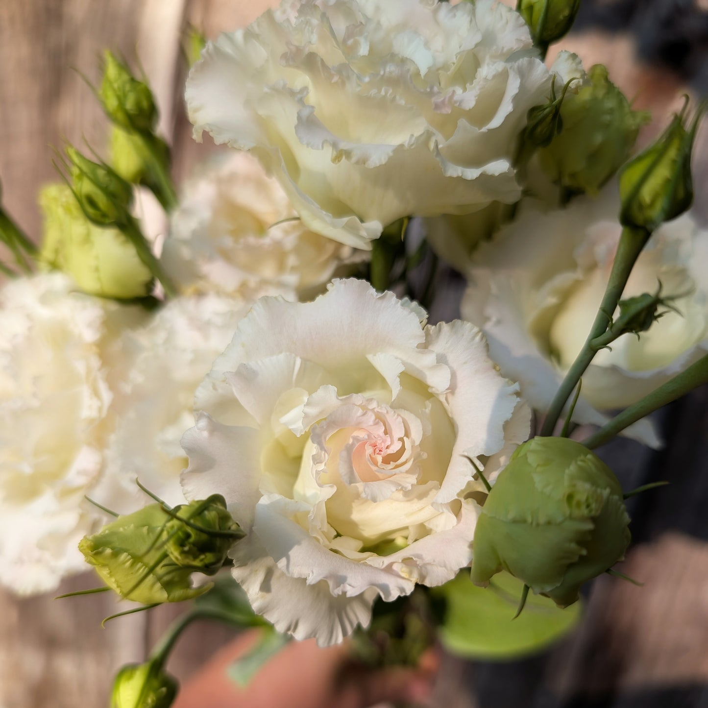 Lisianthus | Fresh Cut Flowers | Growers Bunch