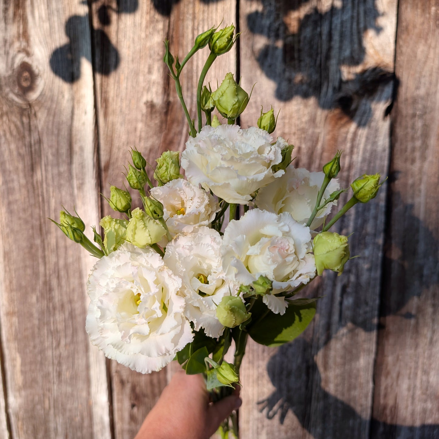 Lisianthus | Fresh Cut Flowers | Growers Bunch