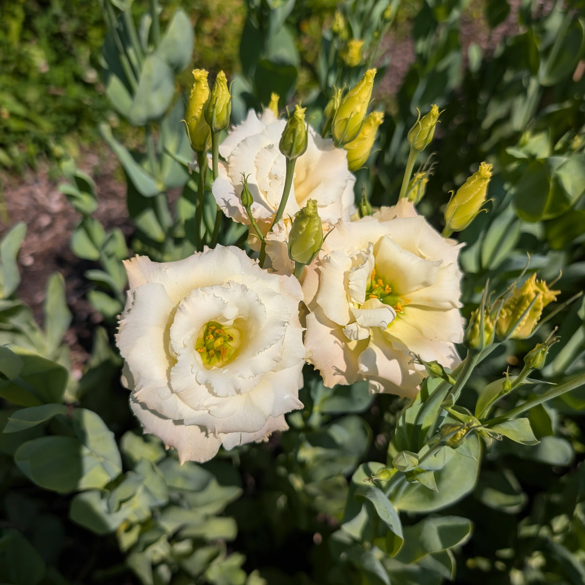 Lisianthus | Plug Presale | Spring 2027