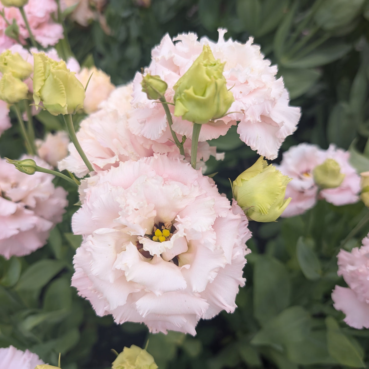 Lisianthus | Plug Presale | Spring 2027