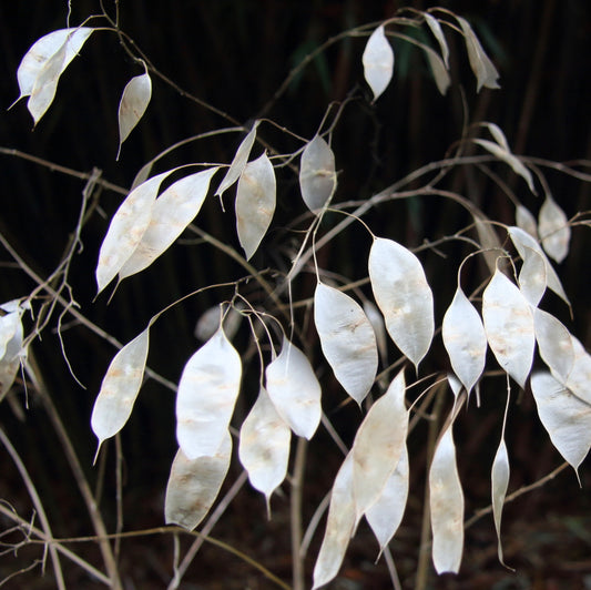 Lunaria Rediviva | Perennial | Seeds