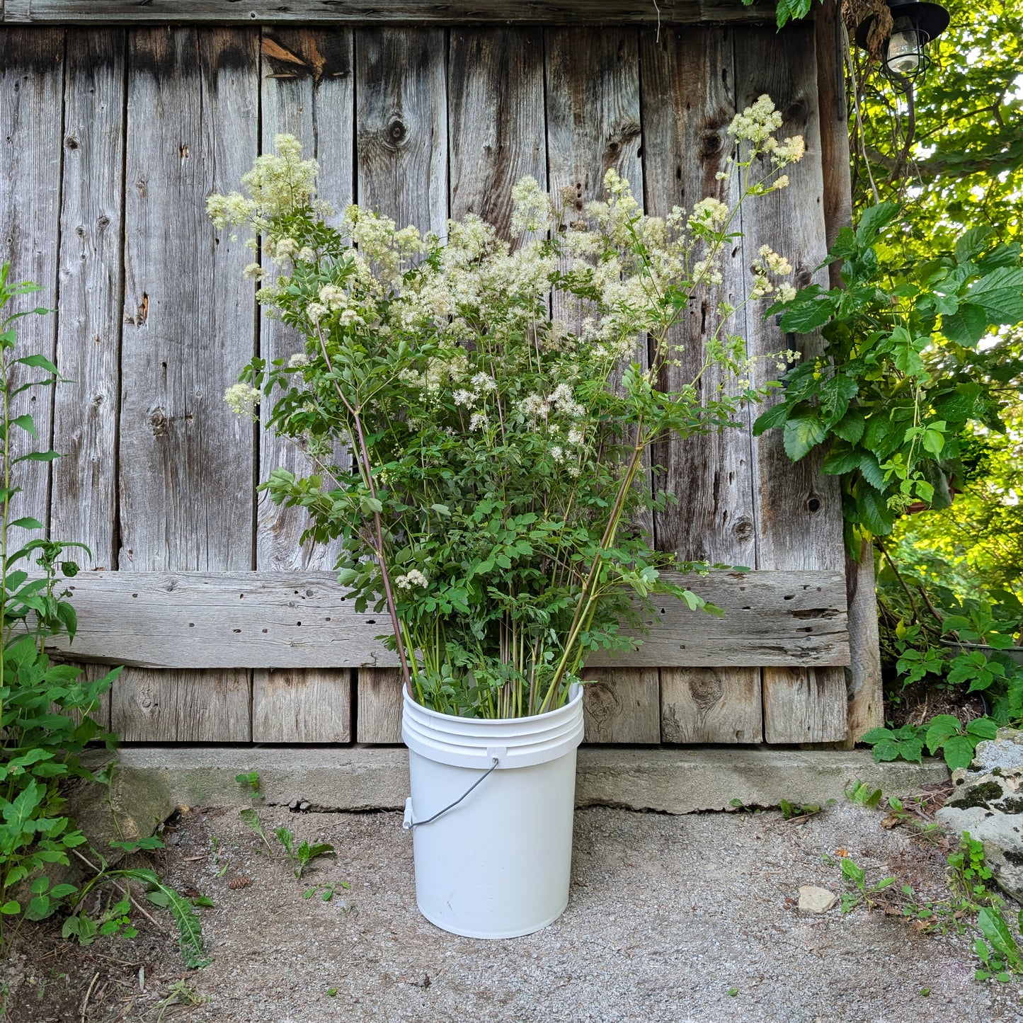 Meadow Rue (Native) | Perennial | Seeds