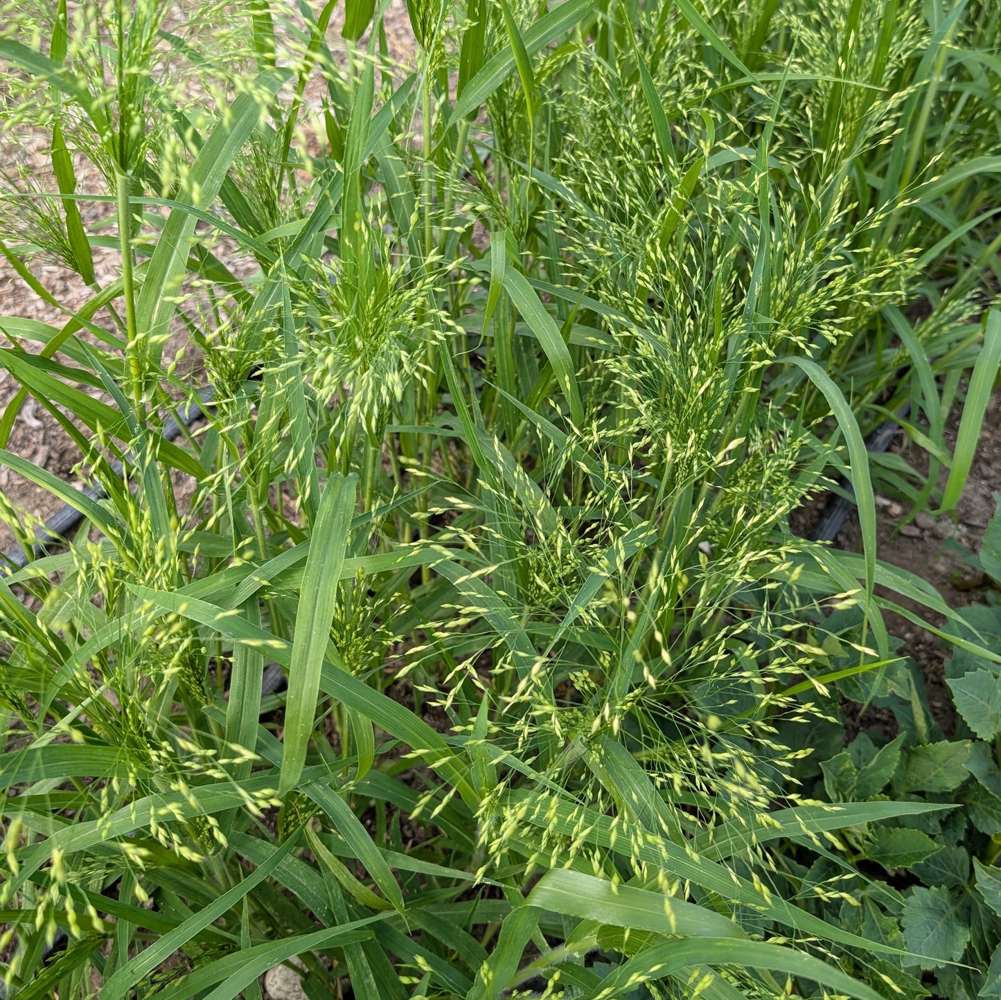 Grasses and Seed Heads | Plug Presale | Summer