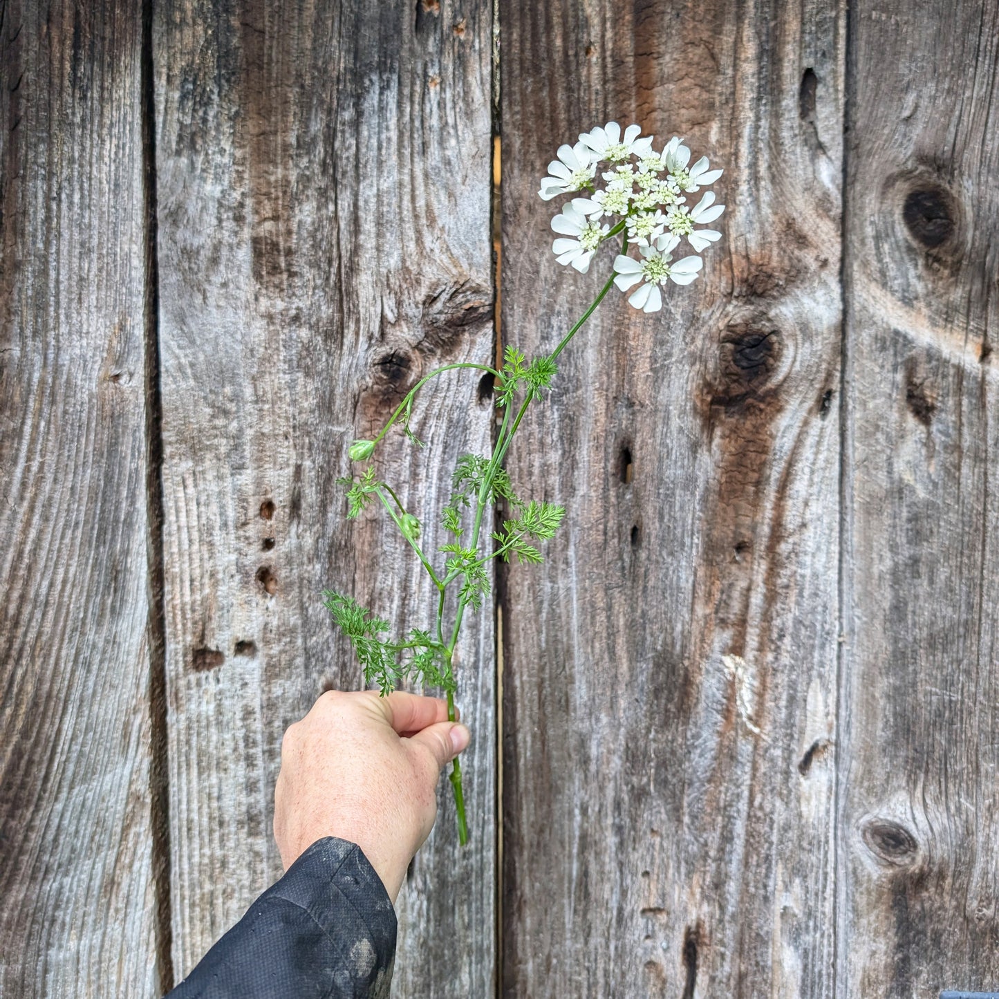 Orlaya | Plug Presale | Spring