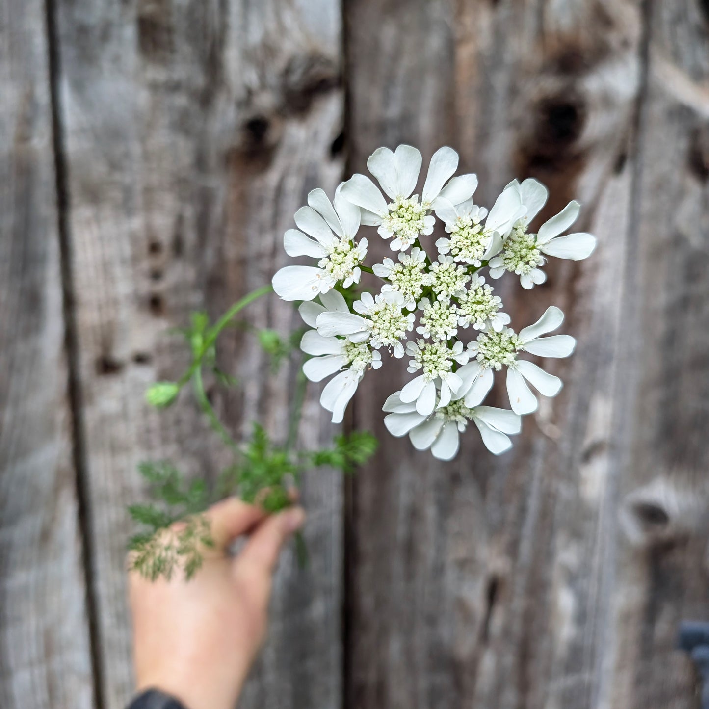 Orlaya | Plug Presale | Spring