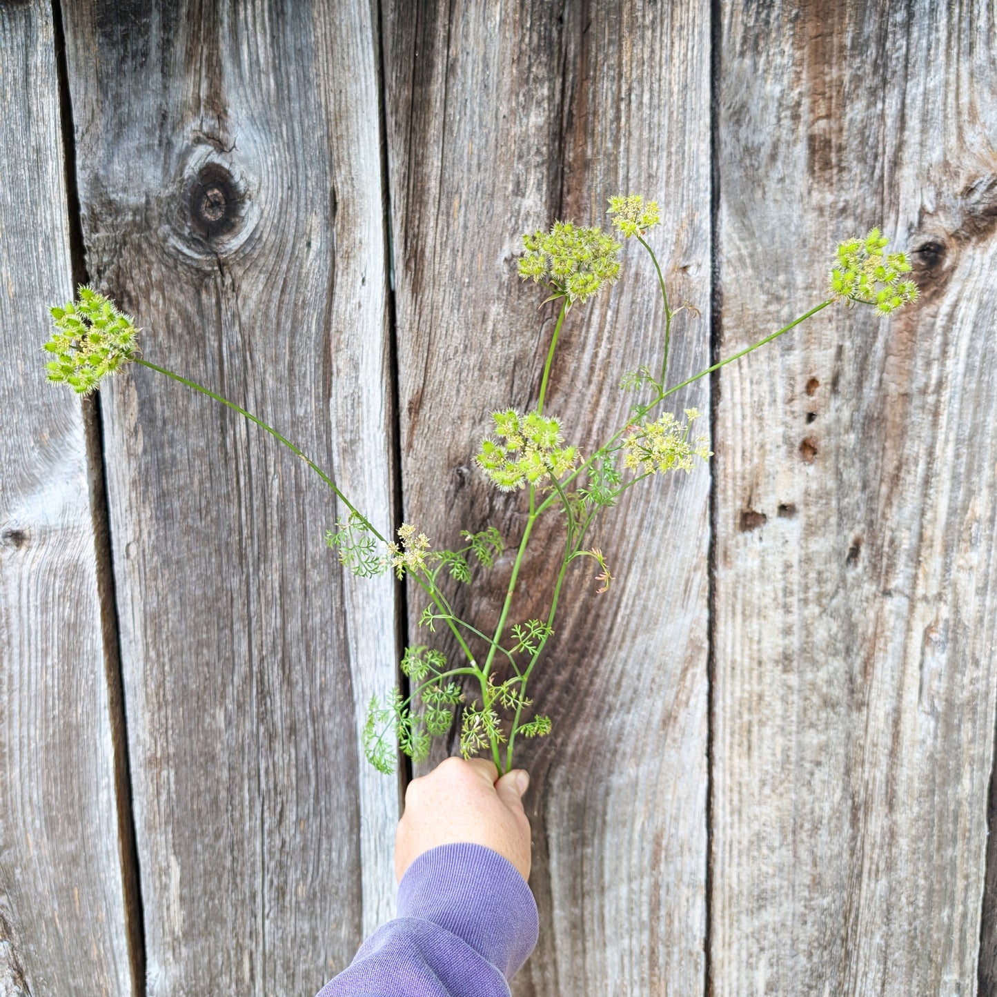 Orlaya | Plug Presale | Spring