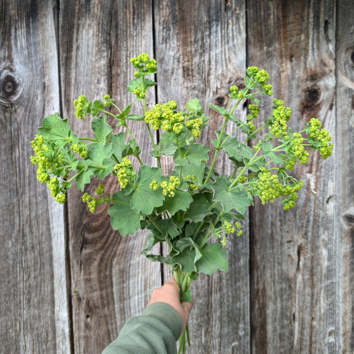 Lady's Mantle | Perennial Presale | Summer 2027