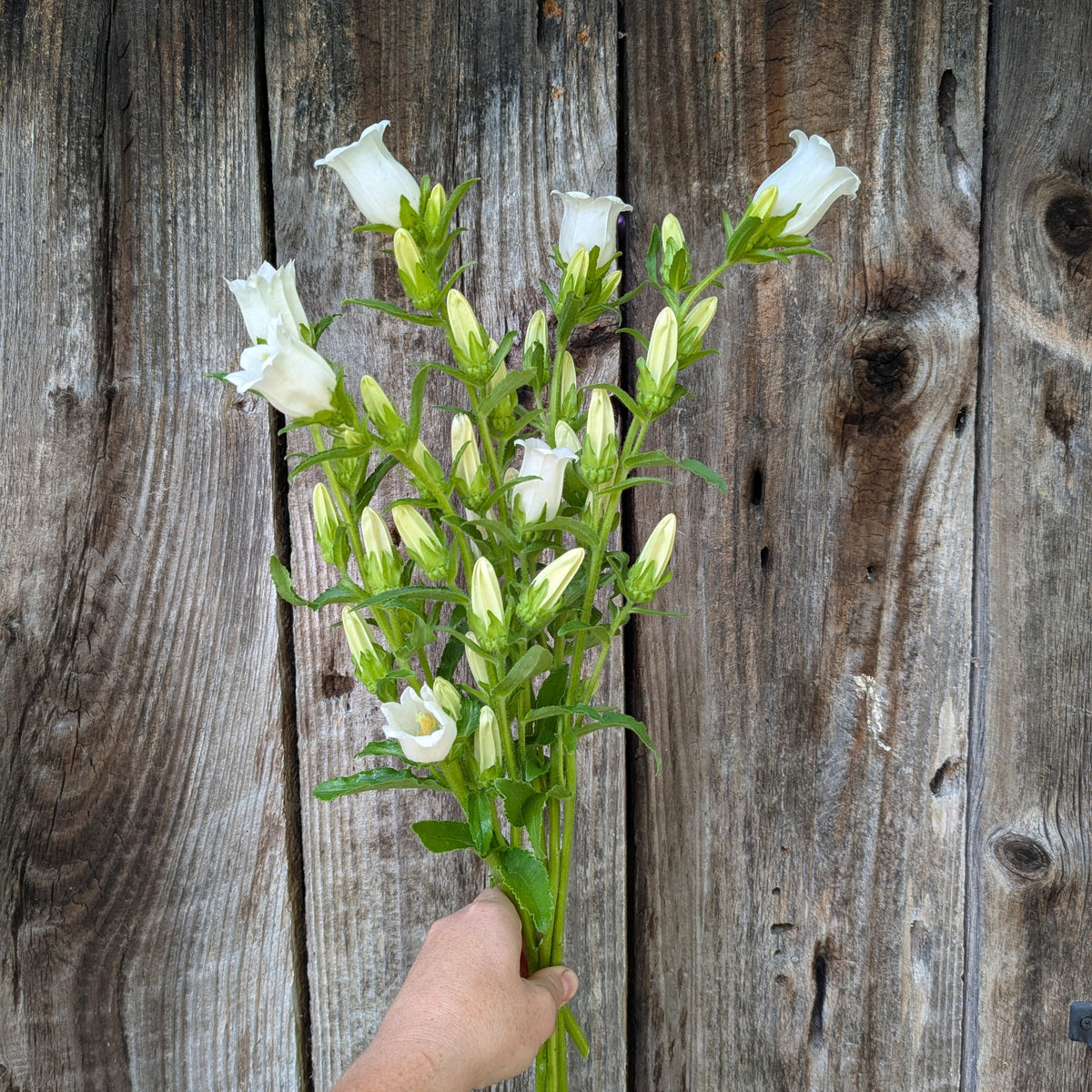 Campanula | Plug Presale | Spring 2027