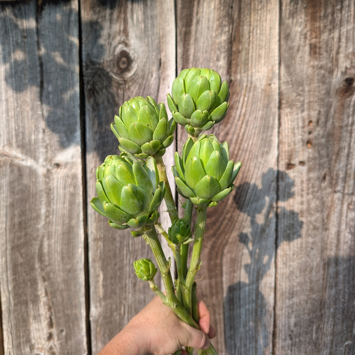 Artichoke | Plug Presale | Spring 2027