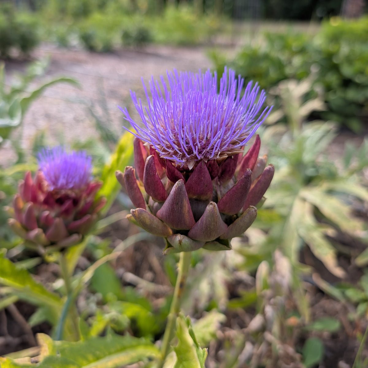 Artichoke | Plug Presale | Spring 2027