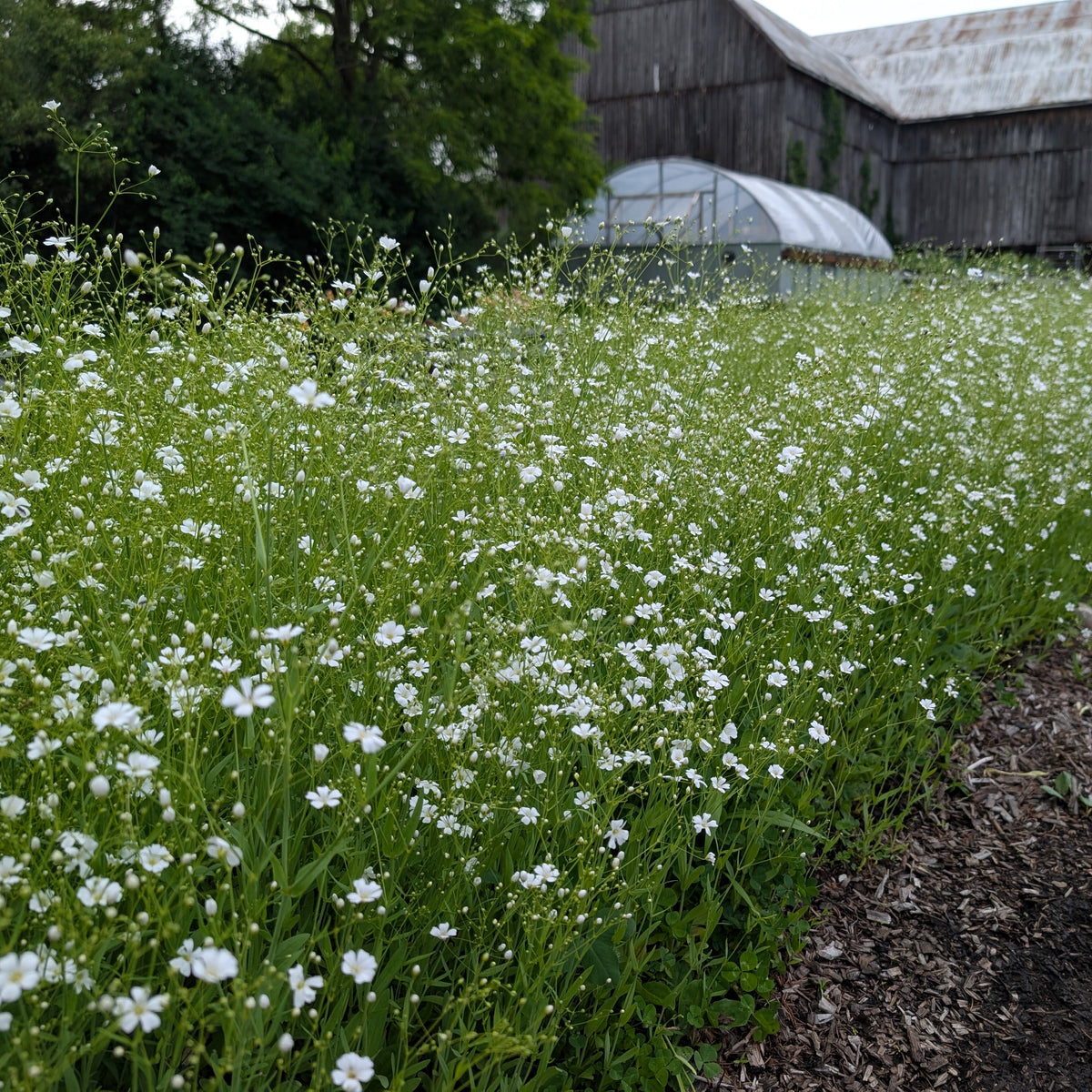 Gypsophila | Plug Presale | Spring 2027