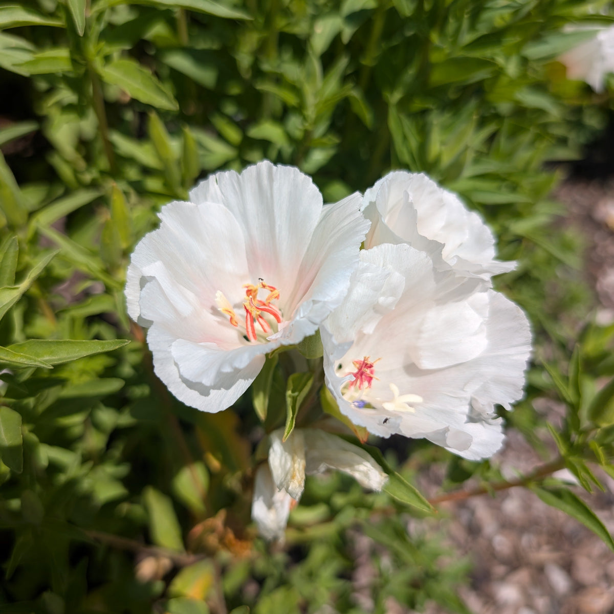 Clarkia | Plug Presale | Spring 2027