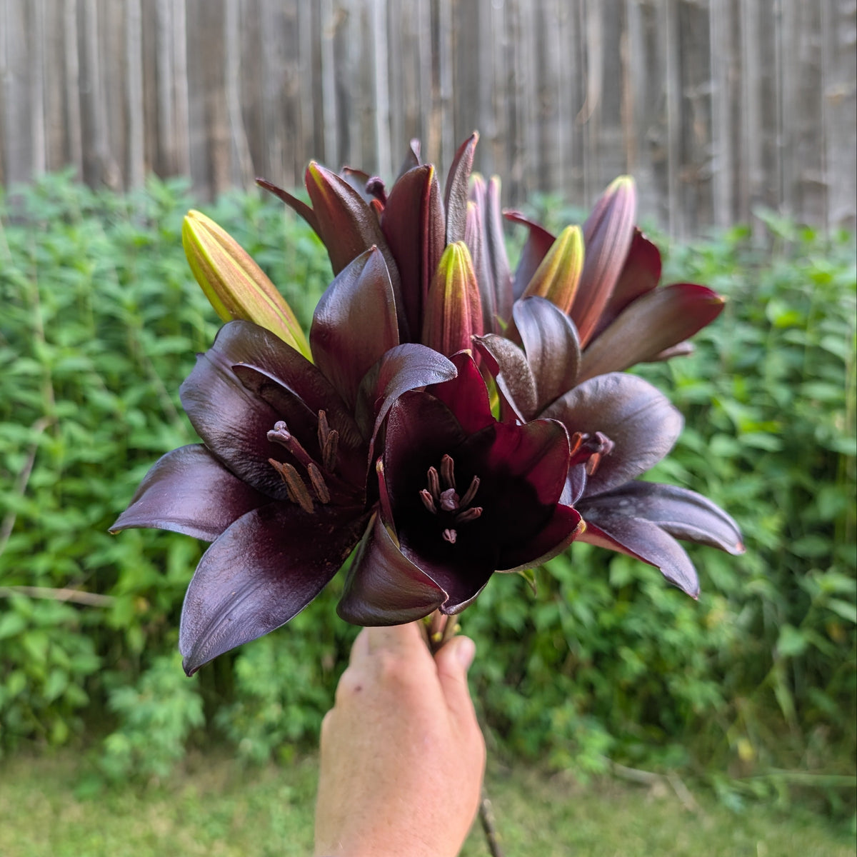 Lily | Presale | Summer 2027