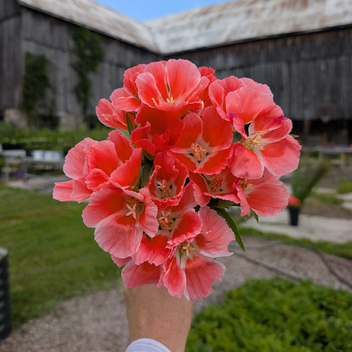 Clarkia | Plug Presale | Spring 2027