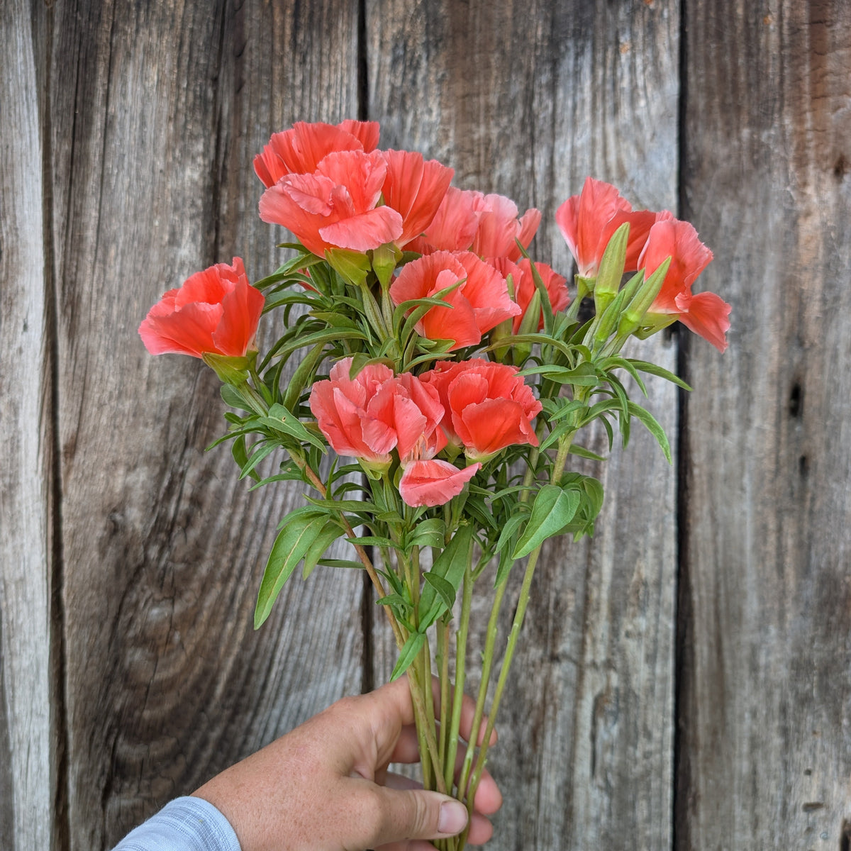 Clarkia | Plug Presale | Spring 2027
