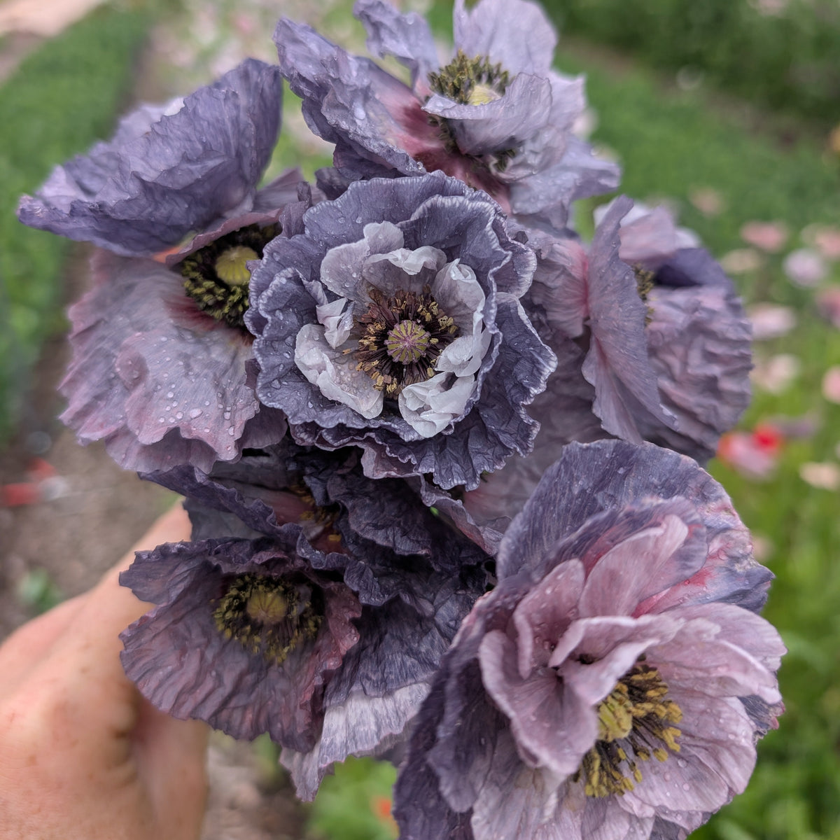 Amazing Grey Poppy | Plug Presale | Spring 2027