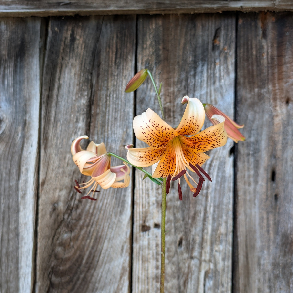 Lily | Presale | Summer 2027