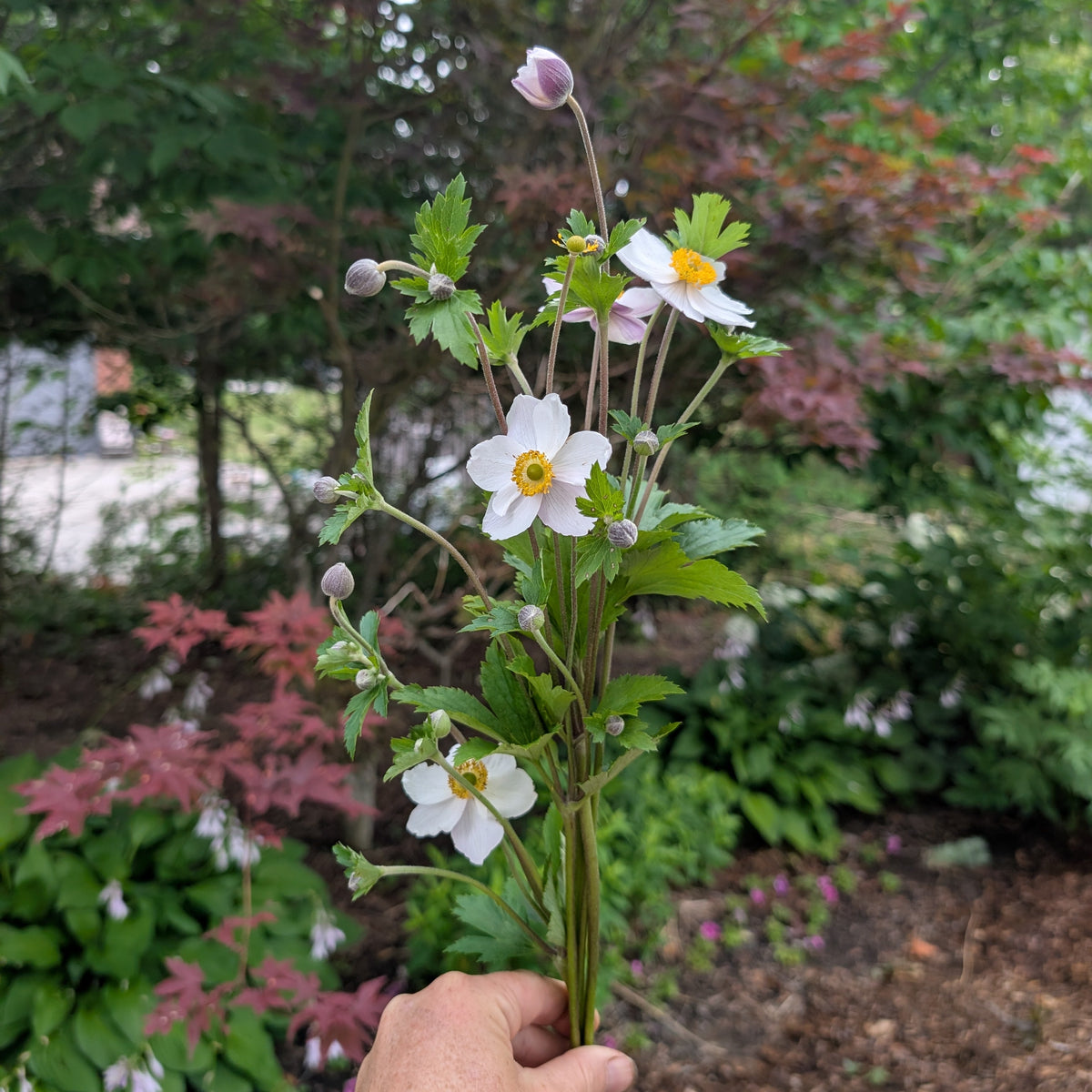 Japanese Anemone | Perennial Presale | Summer 2027