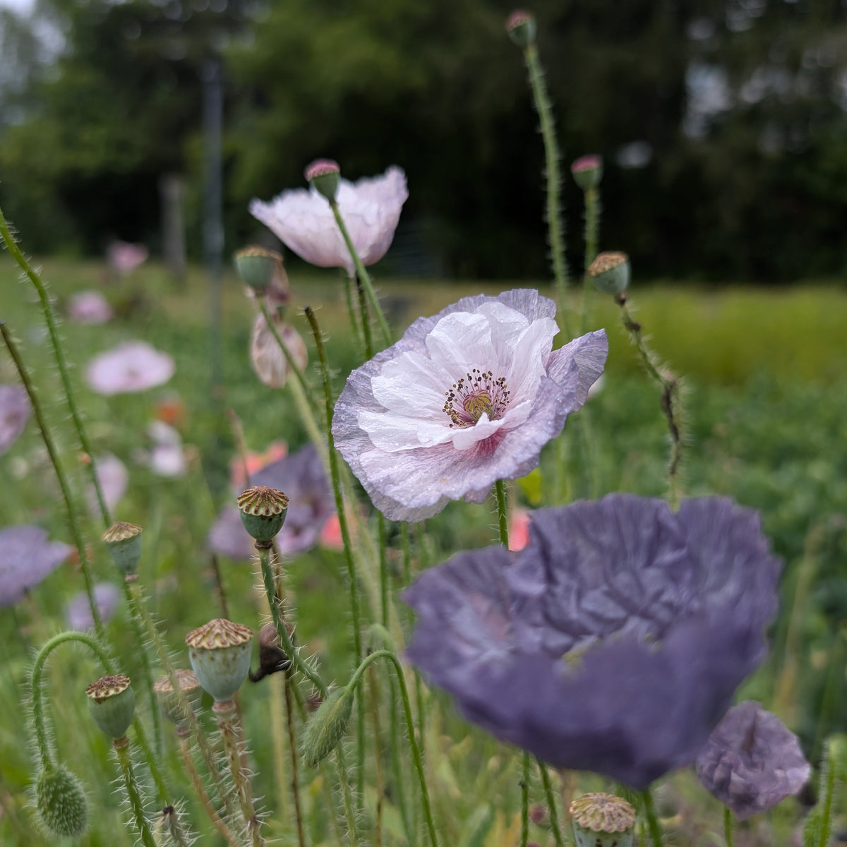Amazing Grey Poppy | Plug Presale | Spring 2027