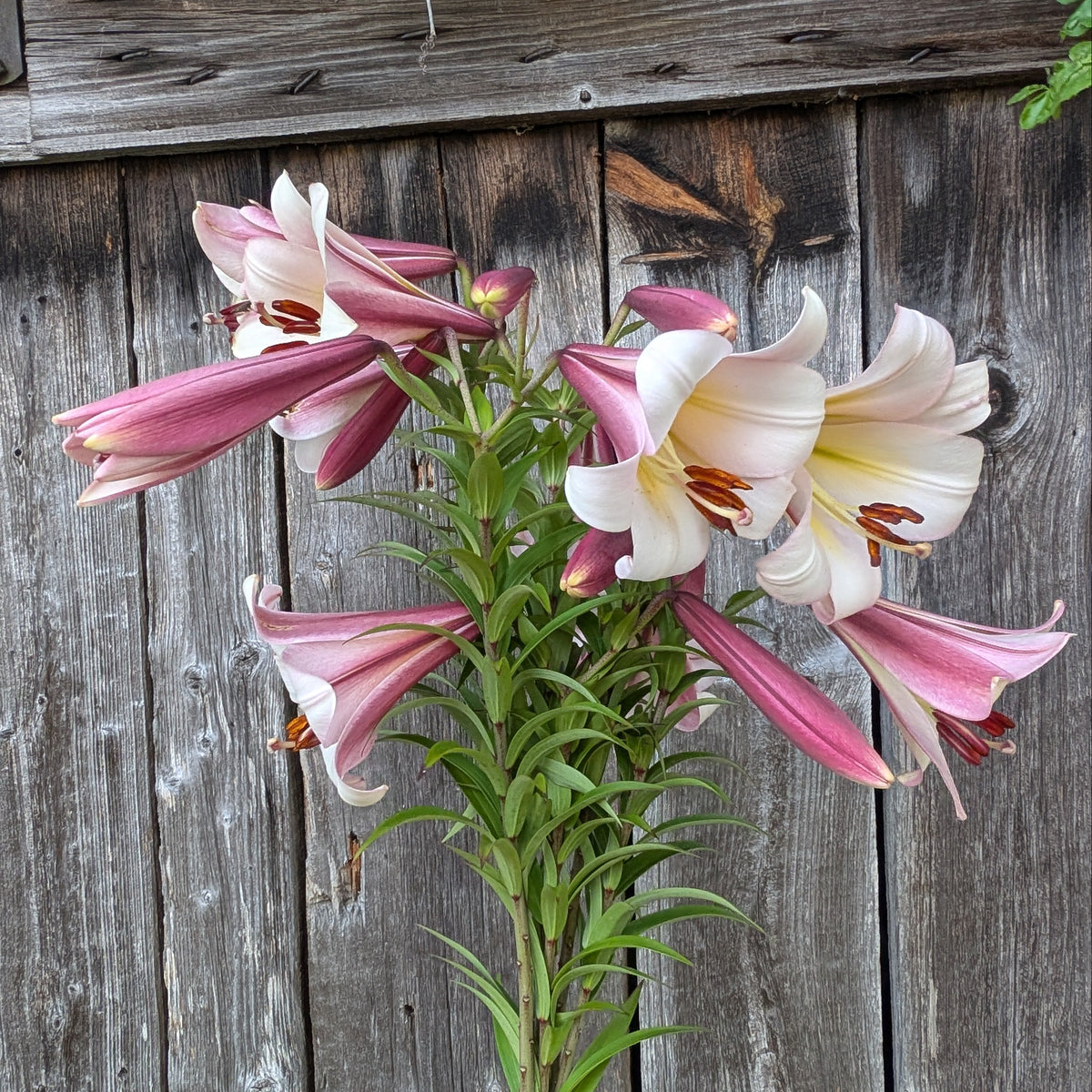 Lily | Presale | Summer 2027