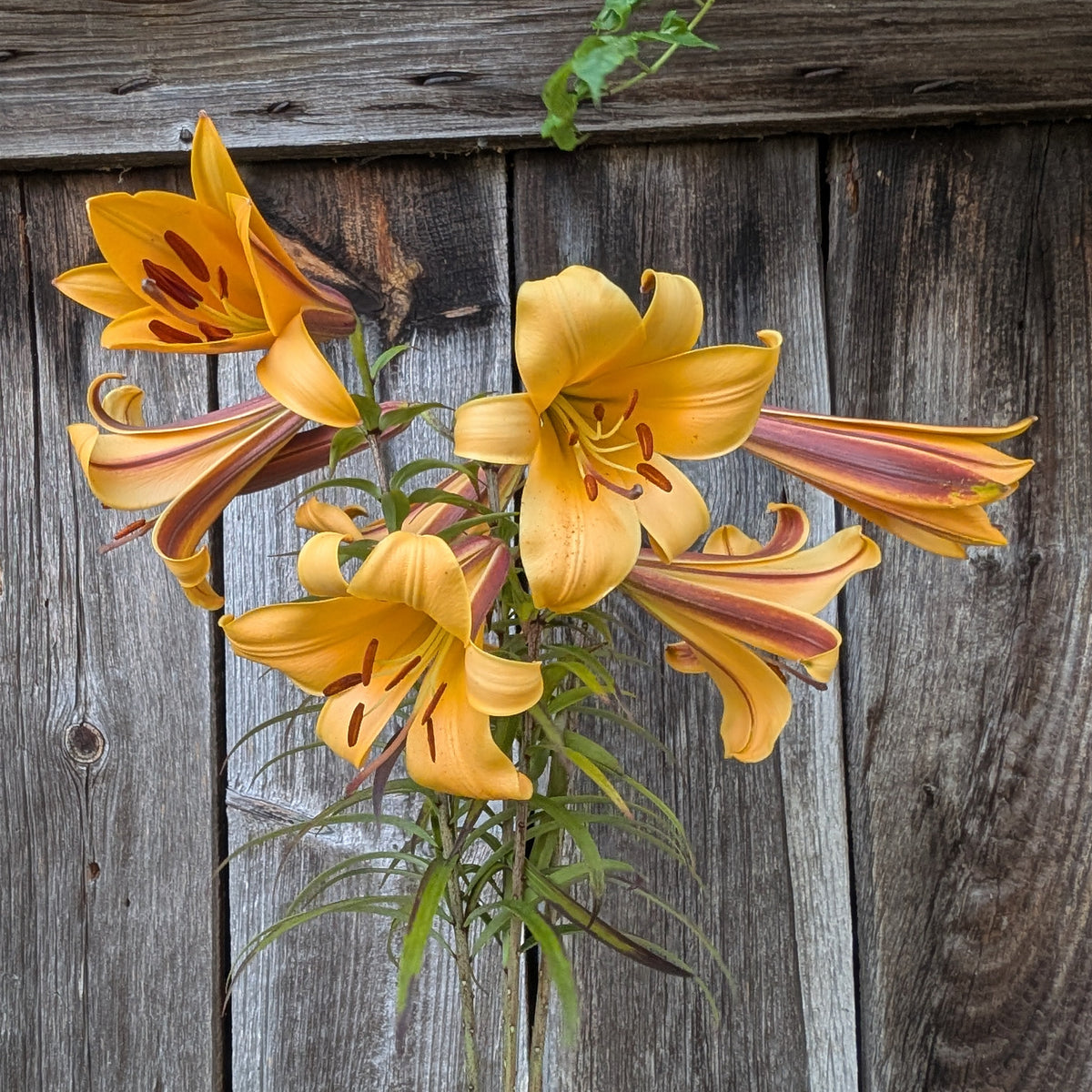 Lily | Presale | Summer 2027