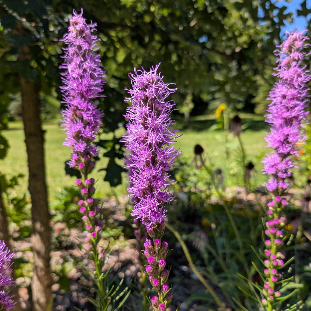 Liatris | Perennial Presale | Summer 2027