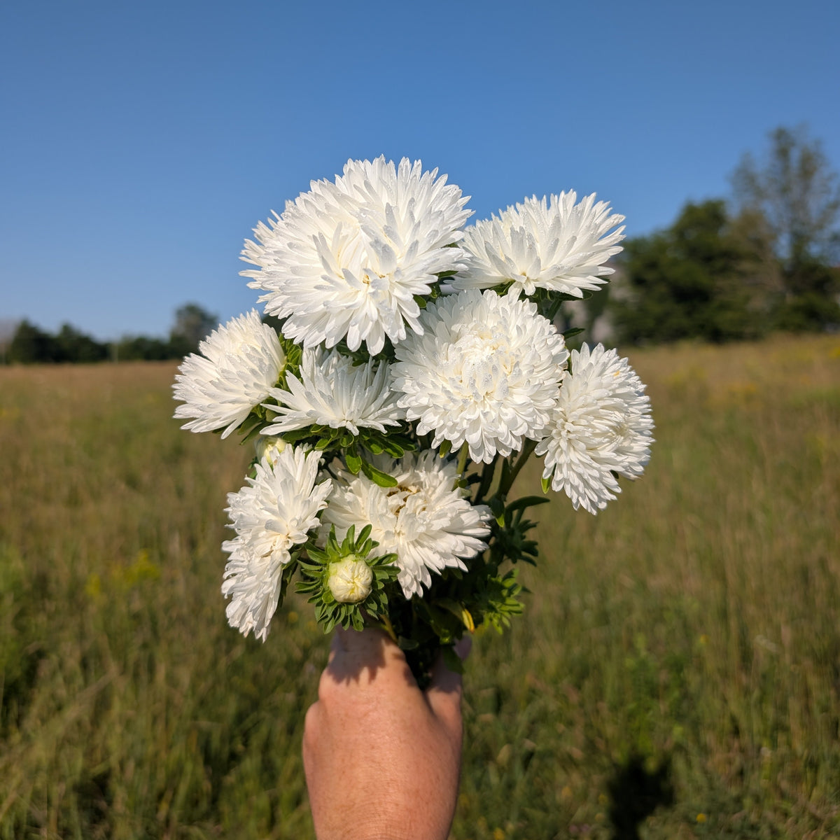 Aster | Plug Presale | Spring 2027