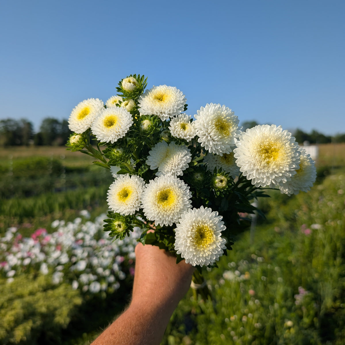 Aster | Plug Presale | Spring 2027