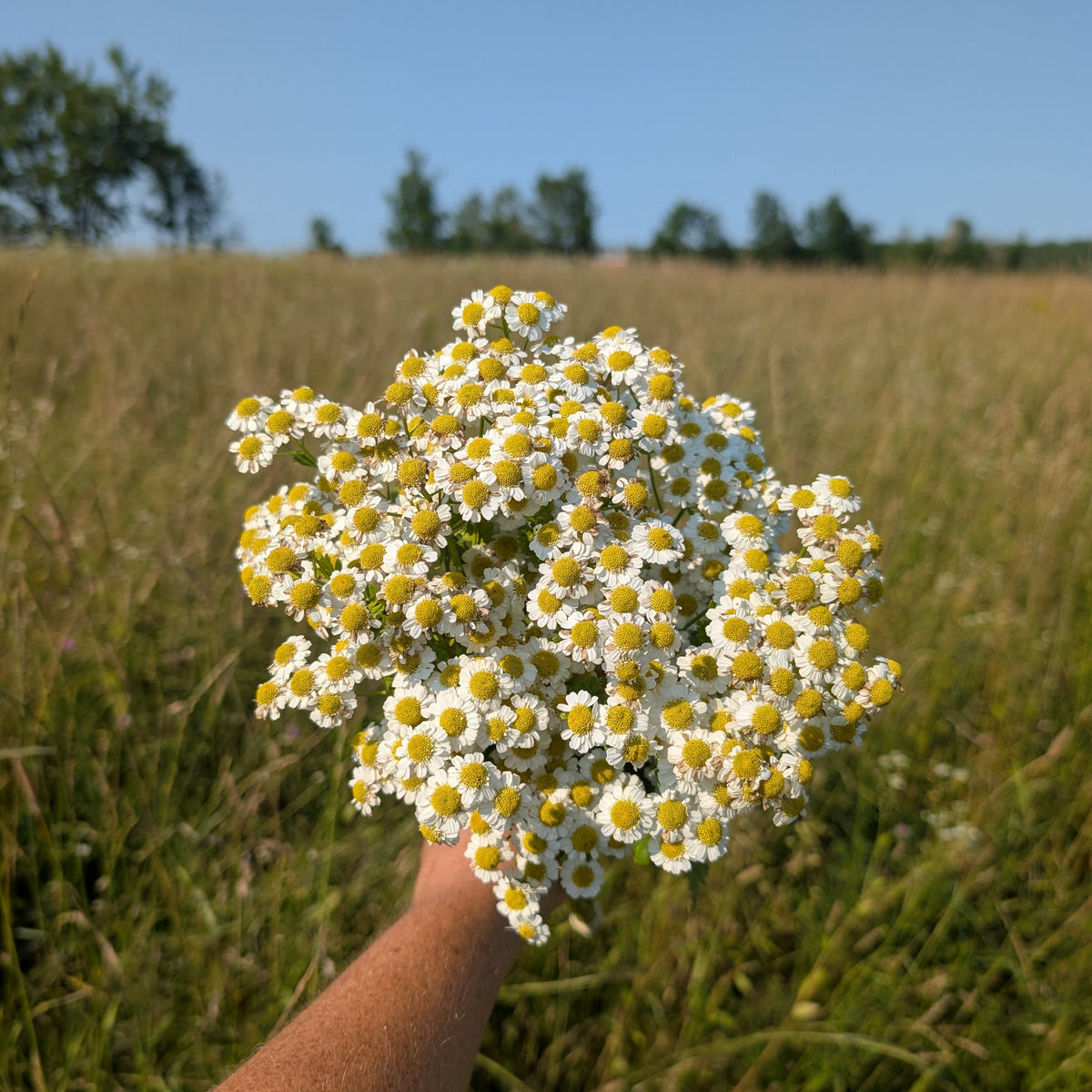 Feverfew | Plug Presale | Spring 2027