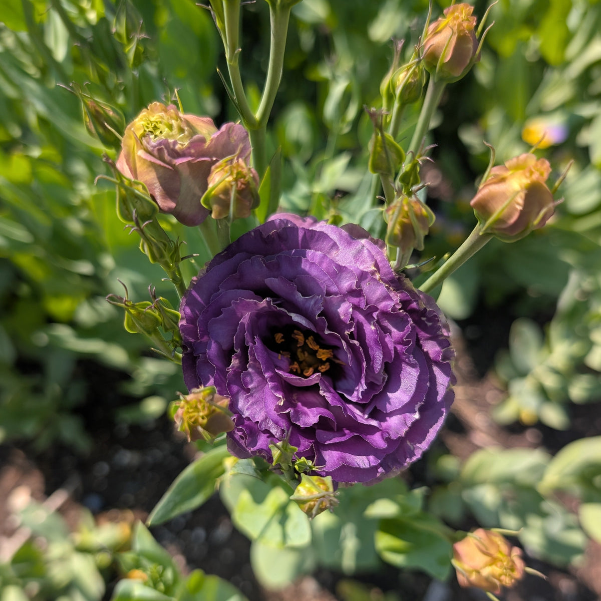 Lisianthus | Plug Presale | Spring 2027